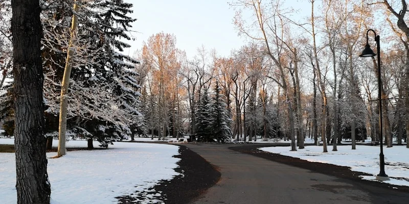 Signal Hill residential streetscape showing mature trees and established bungalow-style homes